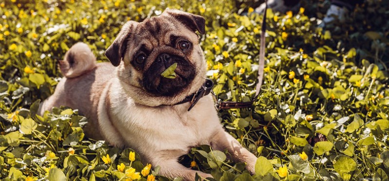 Do Dogs Detect Paranormal Activity? Exploring Canine Intuition