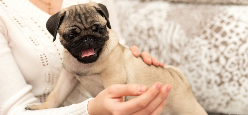 Do Dogs Detect Paranormal Activity? Exploring Canine Intuition