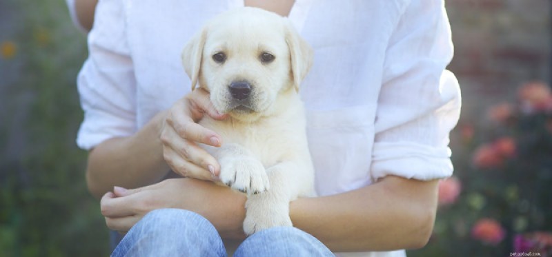 Do Dogs Detect Paranormal Activity? Exploring Canine Intuition