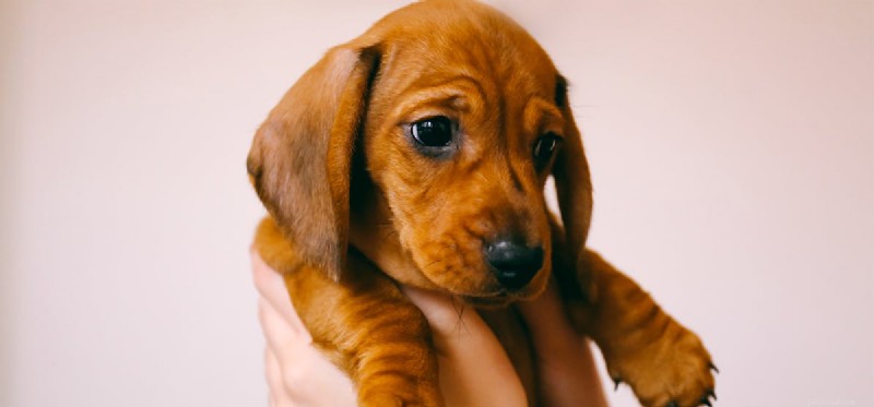 Do Dogs Detect Paranormal Activity? Exploring Canine Intuition
