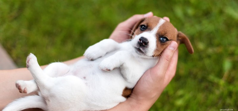 Do Dogs Detect Intruders? How Pets Protect Your Home