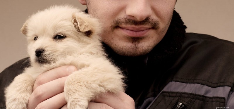 Do Dogs Detect Intruders? How Pets Protect Your Home