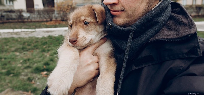 Do Dogs Detect Intruders? How Pets Protect Your Home