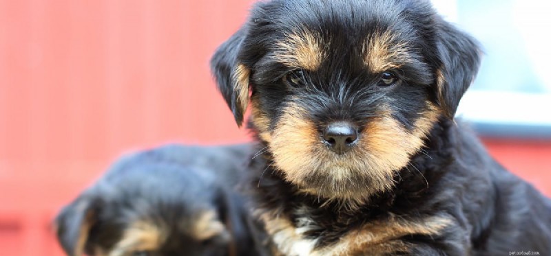 Do Dogs Detect Your Sadness? Uncover Their Emotional Insight