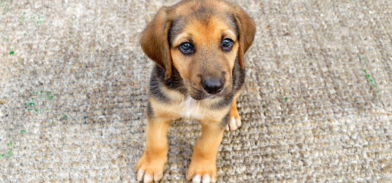 Do Dogs Detect Your Sadness? Uncover Their Emotional Insight