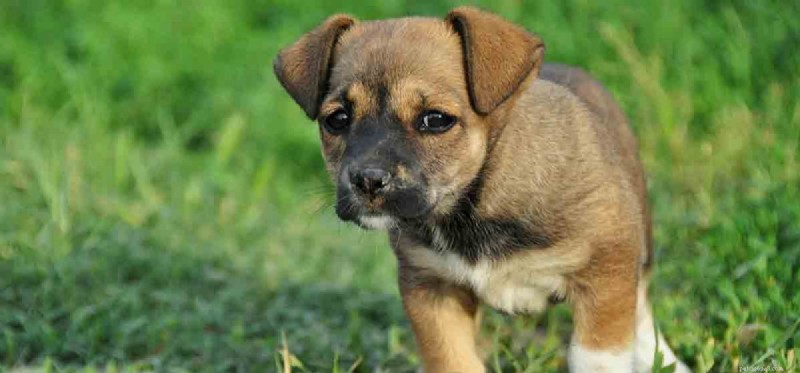 Do Dogs Detect Your Sadness? Uncover Their Emotional Insight