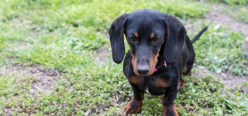 Do Dogs Detect Your Sadness? Uncover Their Emotional Insight