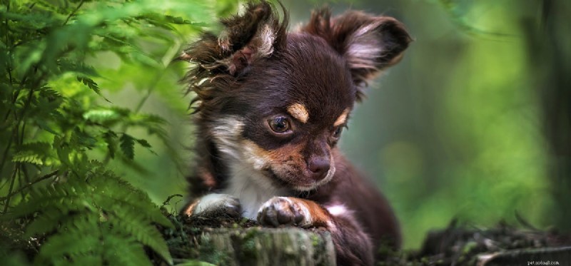 Can Dogs Detect Spiders? A Guide to Their Senses and Safety