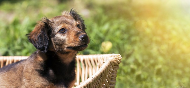 Can Dogs Detect Spiders? A Guide to Their Senses and Safety