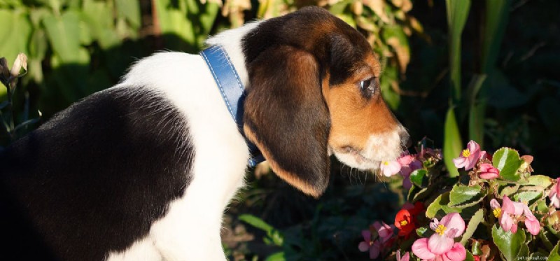 Can Dogs Detect Spiders? A Guide to Their Senses and Safety