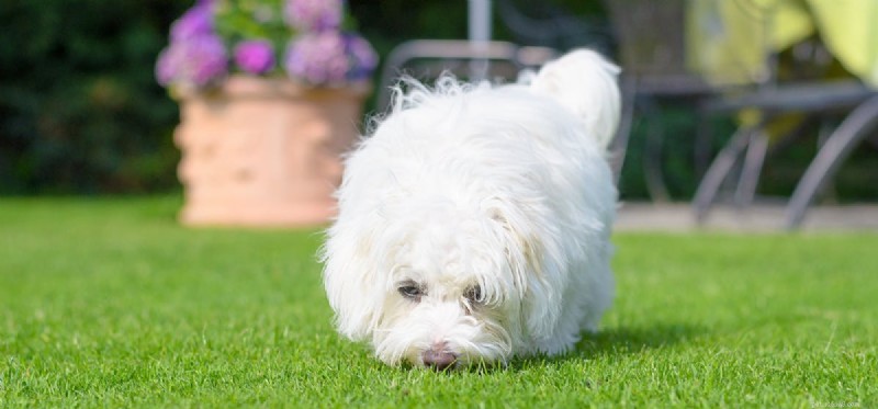 Can Dogs Detect Spiders? A Guide to Their Senses and Safety