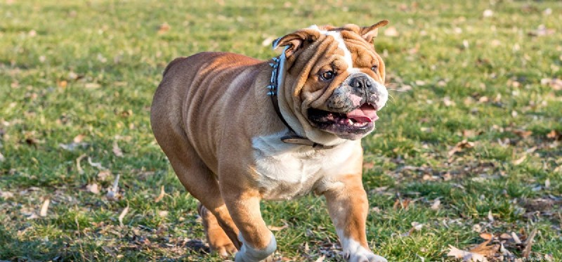 How Dogs Detect Human Tension: Unveiling Their Emotional Sensitivity