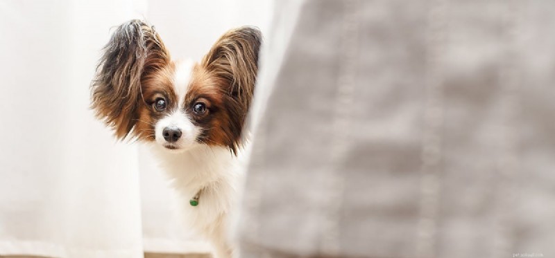How Dogs Detect Human Tension: Unveiling Their Emotional Sensitivity