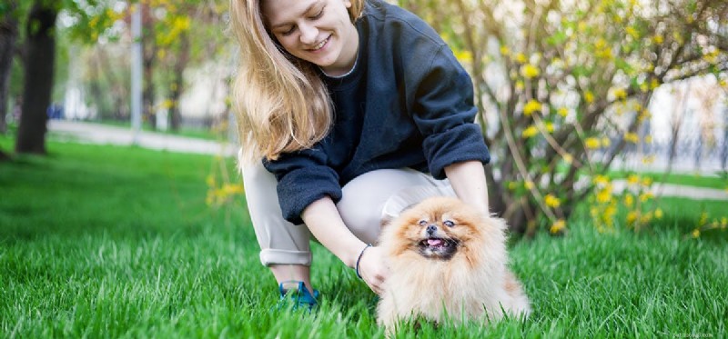 How Dogs Detect Human Tension: Unveiling Their Emotional Sensitivity