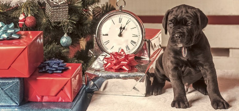 Do Dogs Really Sense Time? Understanding Your Pet s Timing Abilities