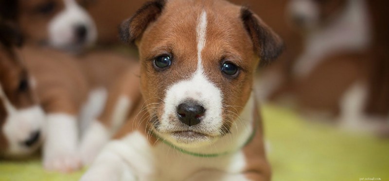 Do Dogs Truly Sense the Passage of Time?