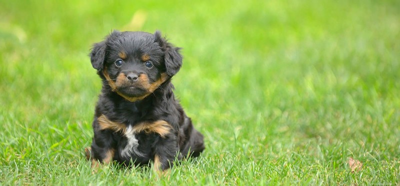 Do Dogs Truly Sense the Passage of Time?
