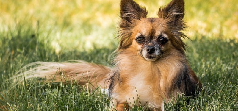 Do Dogs Truly Sense the Passage of Time?