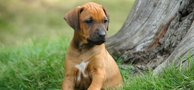 Do Dogs Detect Tornadoes? Uncovering Their Natural Warning Signals