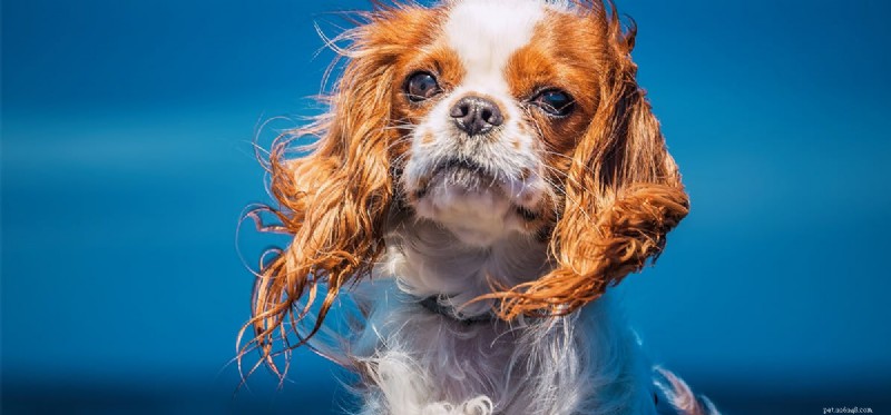Do Dogs Detect Tornadoes? Uncovering Their Natural Warning Signals