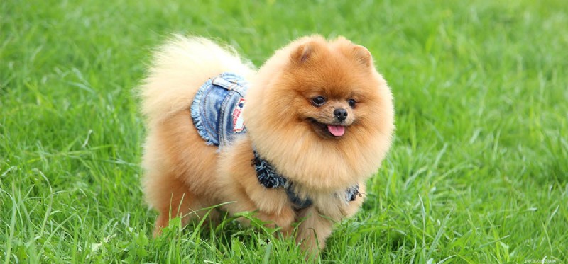 Do Dogs Detect Tornadoes? Uncovering Their Natural Warning Signals