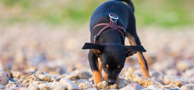 Do Dogs Detect Adrenaline? Unveiling Their Powerful Olfactory Skills