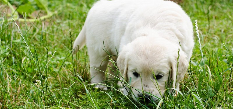 Do Dogs Detect Adrenaline? Unveiling Their Powerful Olfactory Skills