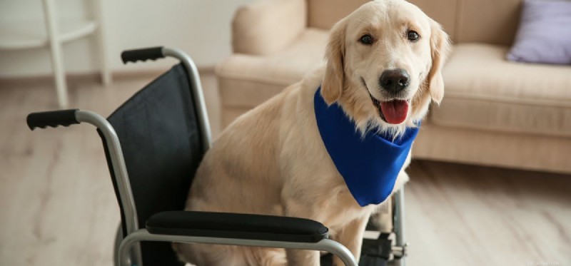 Do Dogs Detect Adrenaline? Unveiling Their Powerful Olfactory Skills