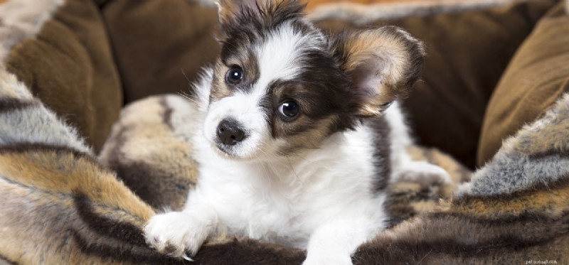 Can Dogs Detect Live and Dead Bed Bugs?