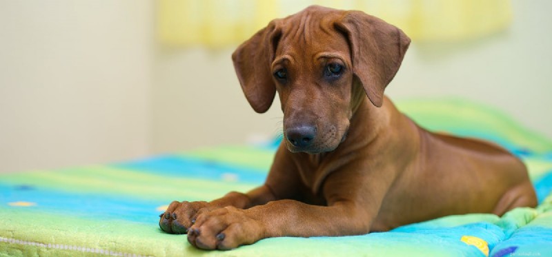 Can Dogs Detect Live and Dead Bed Bugs?