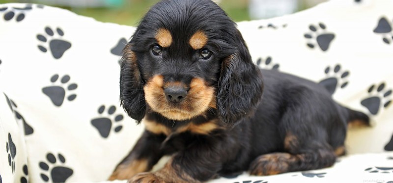 Can Dogs Detect Live and Dead Bed Bugs?