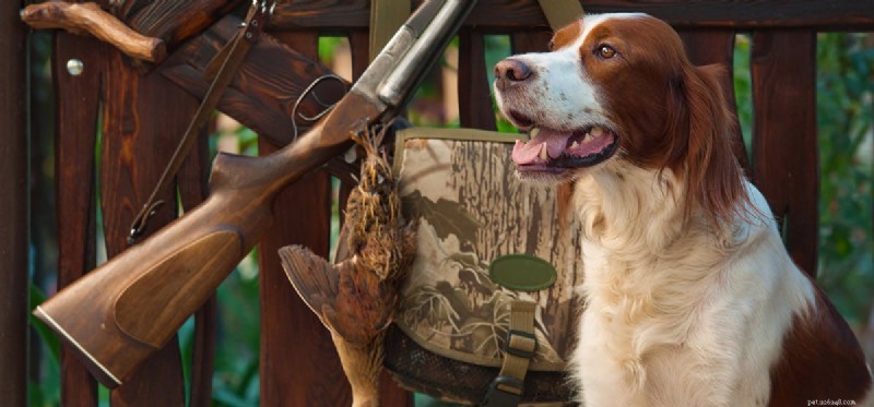 How Dogs Detect Ammunition: The Science Behind Their Sensing Power