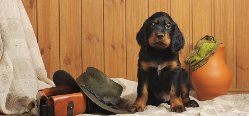 How Dogs Detect Ammunition: The Science Behind Their Sensing Power