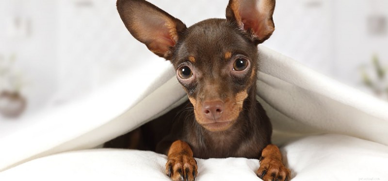 Can Dogs Detect Human Anxiety Through Smell?