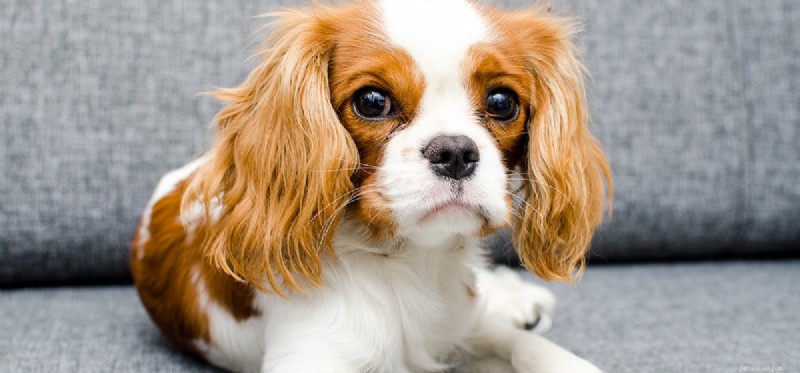 Can Dogs Detect Human Anxiety Through Smell?