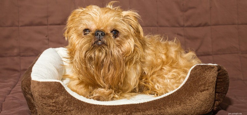 Can Dogs Detect Human Anxiety Through Smell?