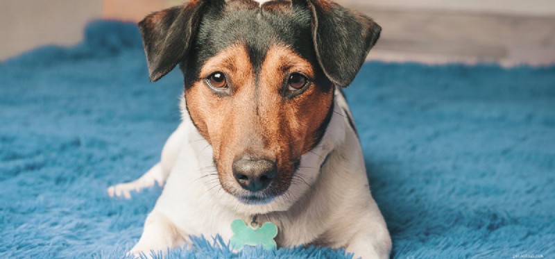 Can Dogs Detect Human Anxiety Through Smell?