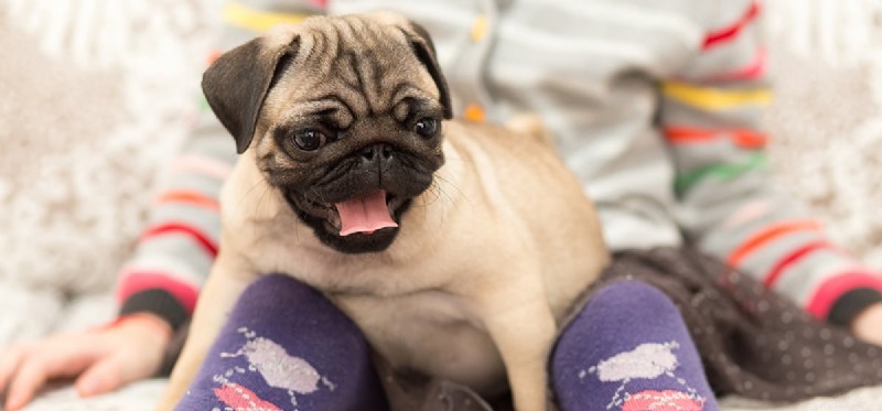 Can Dogs Detect Arthritis? Using Their Powerful Nose to Spot Joint Pain