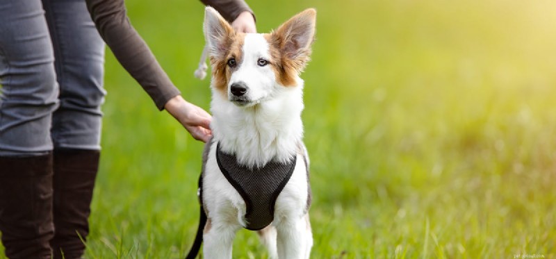 Can Dogs Detect Arthritis? Using Their Powerful Nose to Spot Joint Pain