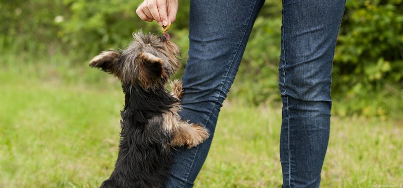 Can Dogs Detect Arthritis? Using Their Powerful Nose to Spot Joint Pain