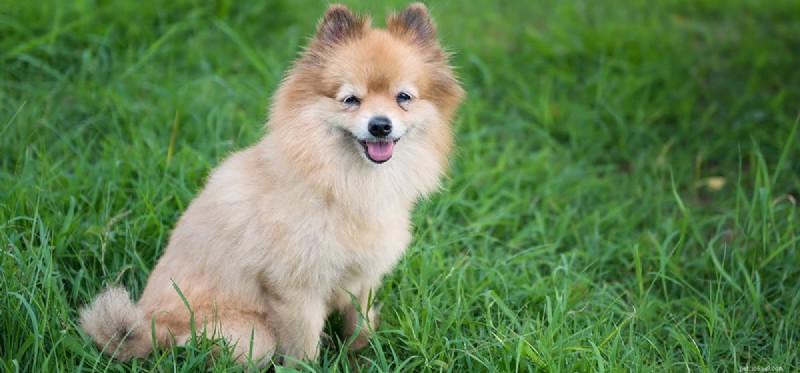 Can Dogs Smell Bears? Essential Tips for Pet Safety in Bear Territory