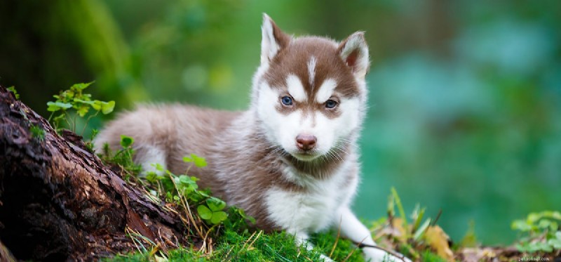 Can Dogs Smell Bears? Essential Tips for Pet Safety in Bear Territory