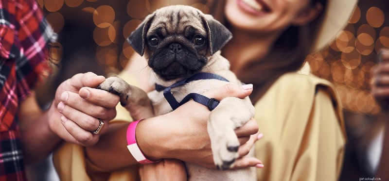 Can Dogs Smell Better Than Humans? A Scientific Examination