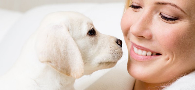 Can Dogs Smell Better Than Humans? A Scientific Examination