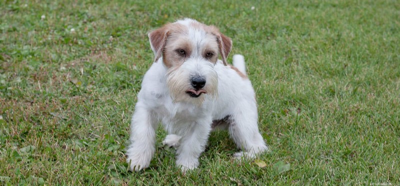 Do Dogs Detect Bleach? Understanding Their Superior Smell Sensitivity