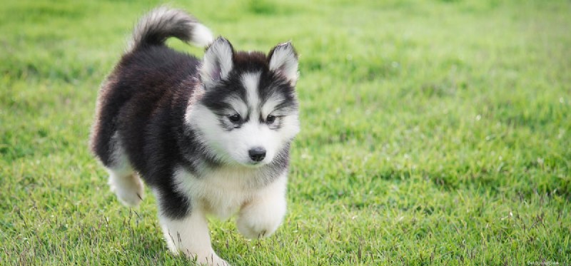 Do Dogs Detect Bleach? Understanding Their Superior Smell Sensitivity