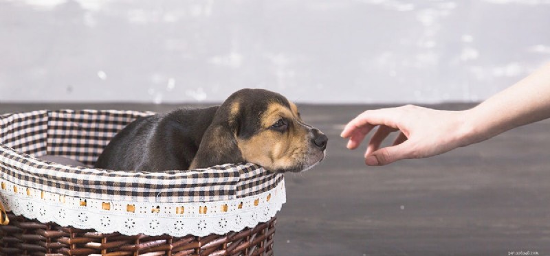 Can Dogs Smell Blood? Exploring Their Remarkable Olfactory Ability