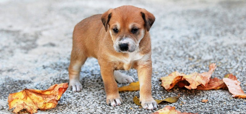 Do Dogs Detect Bleach? Understanding Their Superior Smell Sensitivity