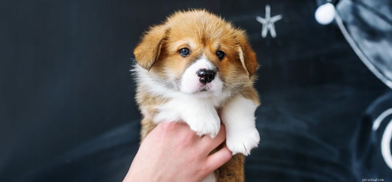 Can Dogs Smell Blood? Exploring Their Remarkable Olfactory Ability
