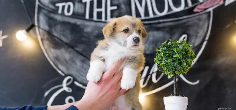 Can Dogs Smell Blood? Exploring Their Remarkable Olfactory Ability